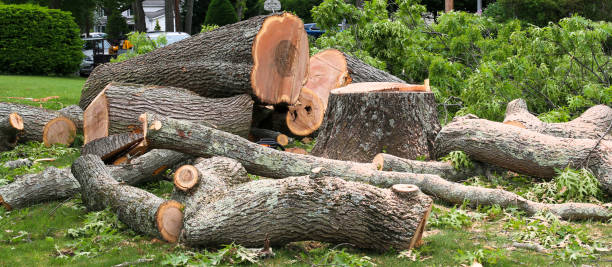 Best Arborist Consultation Services  in Arkansas City, KS