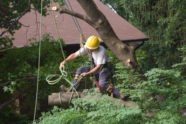 Best Fruit Tree Pruning  in Arkansas City, KS