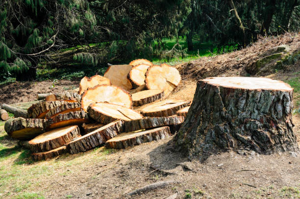 Best Tree Preservation Services  in Arkansas City, KS